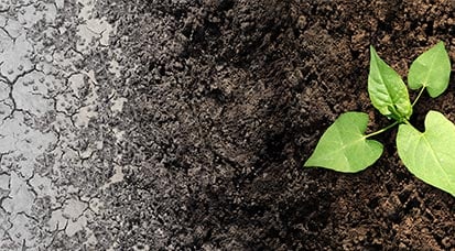 Image of a small plant in it's early life